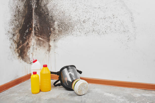 Best Attic Mold Remediation in Aviston, IL