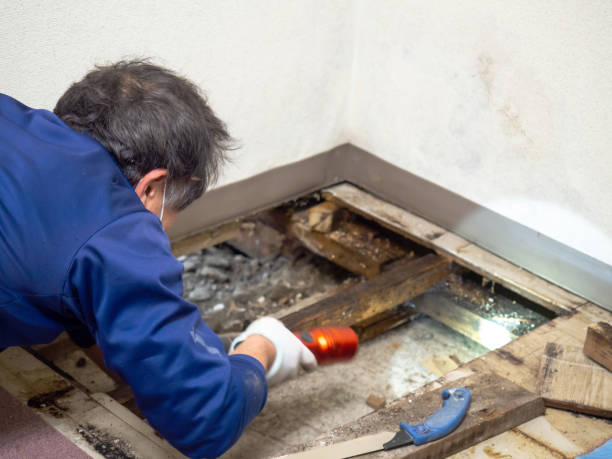 Best Post-Remediation Services in Aviston, IL