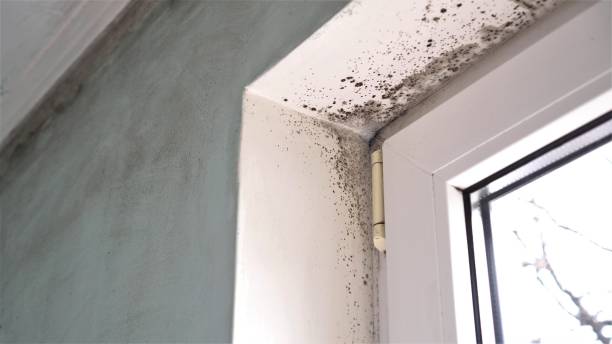 Best HVAC Mold Remediation in Aviston, IL