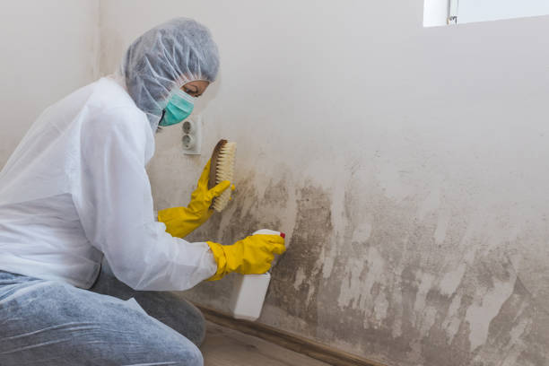 Best Basement Mold Remediation in Aviston, IL