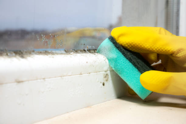 Best White Mold Remediation in Aviston, IL