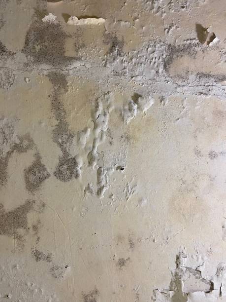 Best Black Mold Remediation in Aviston, IL
