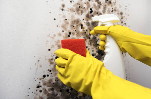 Best Commercial Mold Remediation in Aviston, IL