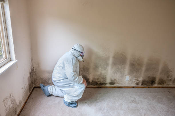 Best Black Mold Remediation in Aviston, IL