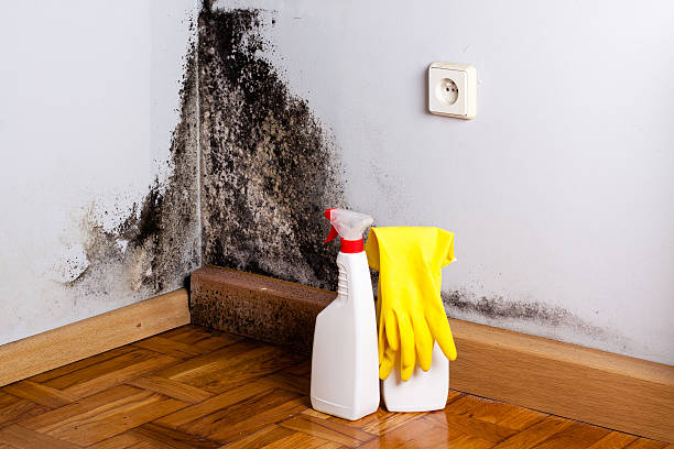 Best Residential Mold Remediation in Aviston, IL