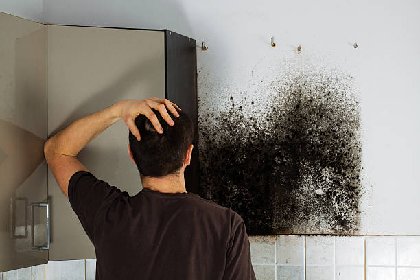 Best Post-Flood Mold Remediation in Aviston, IL