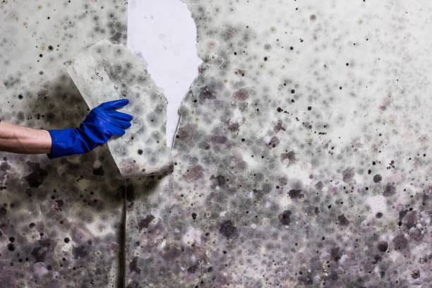 Trusted Aviston, IL Mold Remediation Experts